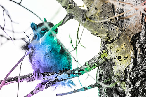 Squirrel Grabbing Chest Atop Two Tree Branches (Rainbow Tone Photo)