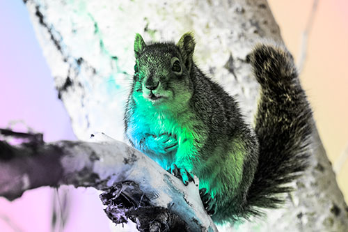 Squirrel Grasping Chest Atop Thick Tree Branch (Rainbow Tone Photo)