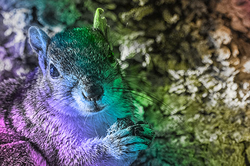 Squirrel Holding Food Atop Tree Branch (Rainbow Tone Photo)