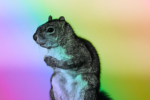 Squirrel Holding Food Tightly Amongst Chest (Rainbow Tone Photo)