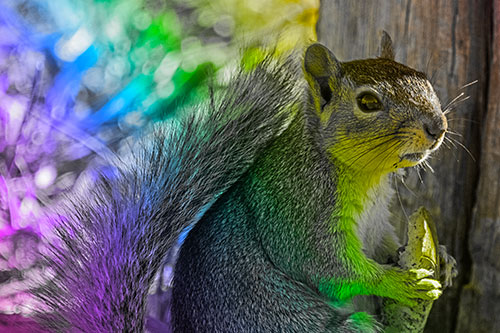 Squirrel Holding Watermelon Slice Glancing Sideways (Rainbow Tone)