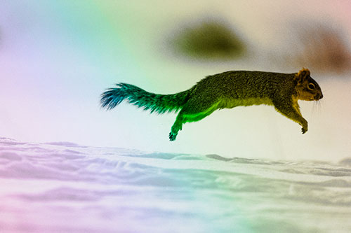 Squirrel Leap Flying Across Snow (Rainbow Tone Photo)