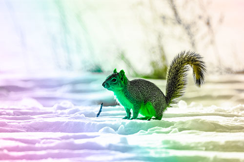 Squirrel Observing Snowy Terrain (Rainbow Tone Photo)