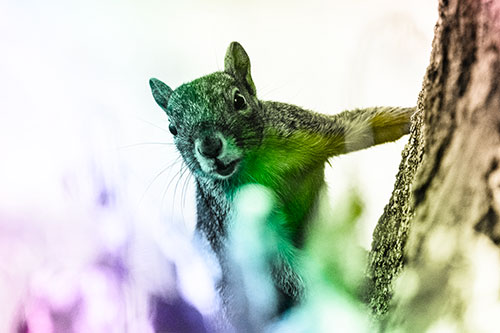 Squirrel Peeks Around Tree Base (Rainbow Tone Photo)