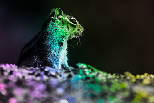 Squirrel Piques Distant Interest (Rainbow Tone Photo)