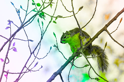 Squirrel Sits Among Sprouting Tree Branches (Rainbow Tone)