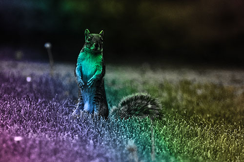Squirrel Standing Atop Fresh Cut Grass On Hind Legs (Rainbow Tone Photo)
