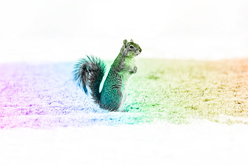 Squirrel Standing On Snowy Patch Of Grass (Rainbow Tone Photo)