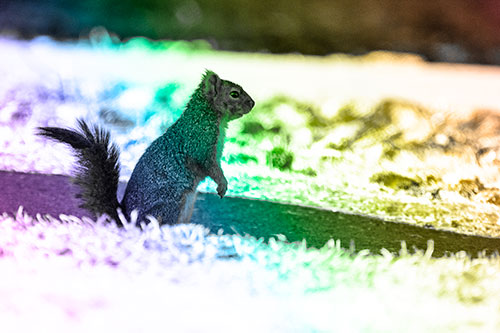 Squirrel Standing Upwards On Hind Legs (Rainbow Tone Photo)