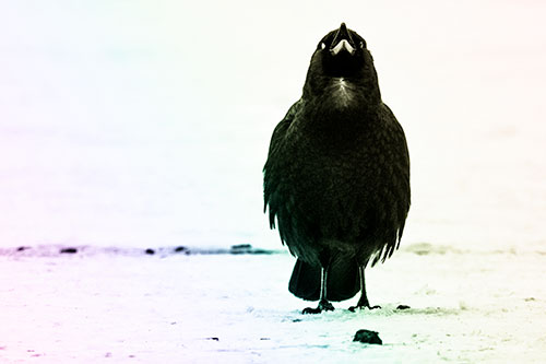 Standing Crow Cawing Loudly (Rainbow Tone Photo)