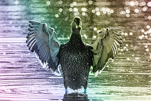 Standing Mallard Duck Flapping Wings Among Shore (Rainbow Tone)