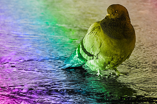 Standing Pigeon Gandering Atop River Water (Rainbow Tone Photo)