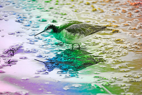 Standing Sandpiper Wading In Shallow Algae Filled Lake Water (Rainbow Tone Photo)