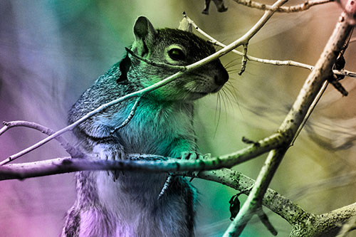 Standing Squirrel Peeking Over Tree Branch (Rainbow Tone Photo)