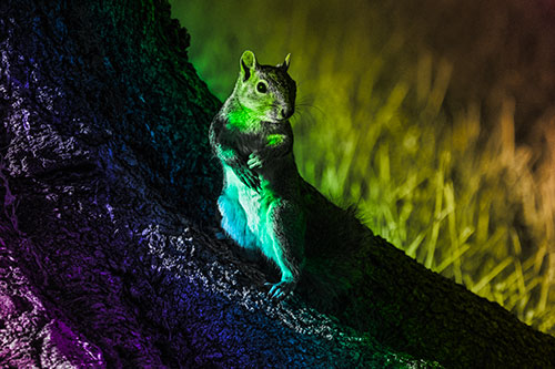Standing Squirrel Poses Among Sloping Tree Stump (Rainbow Tone)