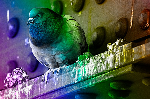 Steel Beam Perched Pigeon Keeping Watch (Rainbow Tone Photo)