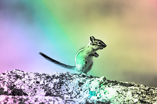 Straight Tailed Standing Chipmunk Clenching Paws (Rainbow Tone Photo)