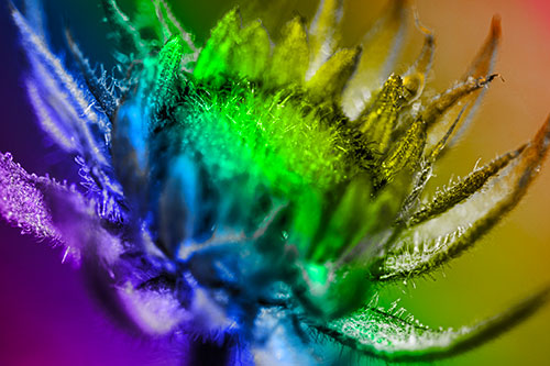 Sunflower Bud Unfurling Towards Sunlight (Rainbow Tone)