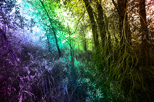Sunlight Bursts Through Shaded Forest Trees (Rainbow Tone Photo)