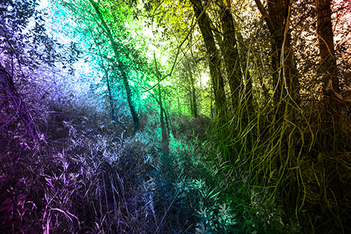 Sunlight Bursts Through Shaded Forest Trees (Rainbow Tone)
