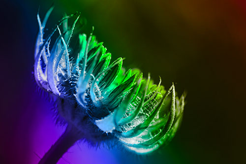 Sunlight Enters Spiky Unfurling Sunflower Bud (Rainbow Tone Photo)