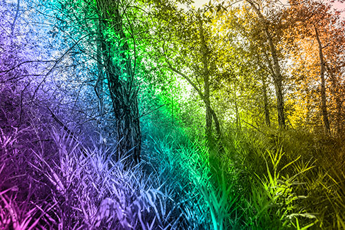 Sunrise Casts Forest Tree Shadows (Rainbow Tone Photo)