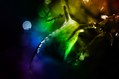 Sunshine Illuminates Translucent Marsh Slug (Rainbow Tone Photo)