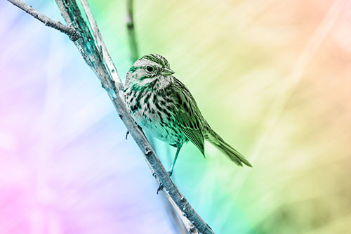 Surfing Song Sparrow Rides Tree Branch (Rainbow Tone Photo)
