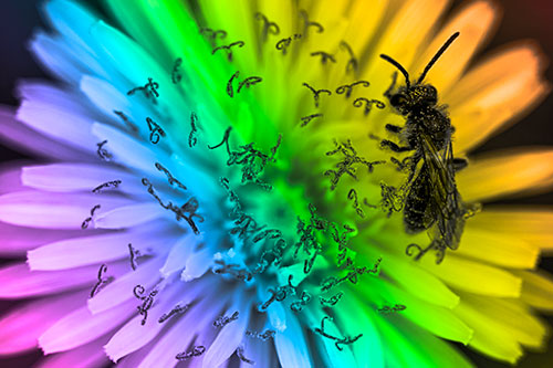 Sweat Bee Collecting Dandelion Pollen (Rainbow Tone Photo)