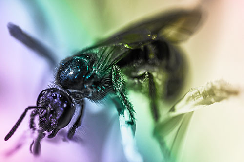 Sweat Bee Enjoying Primrose Flower Pollen (Rainbow Tone)