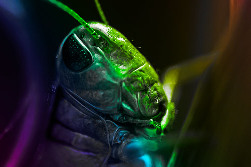 Sweaty Grasshopper Seeking Shade (Rainbow Tone Photo)
