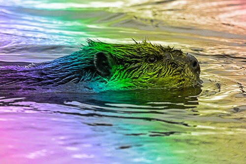 Swimming Beaver Patrols River Surroundings (Rainbow Tone Photo)