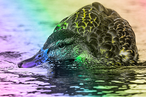 Swimming Female Mallard Duck Hunched Over (Rainbow Tone)