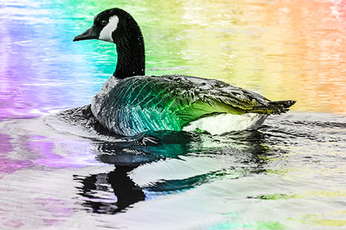 Swimming Goose Ripples Through Water (Rainbow Tone)
