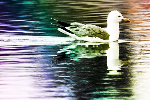 Swimming Seagull Lake Water Reflection (Rainbow Tone Photo)