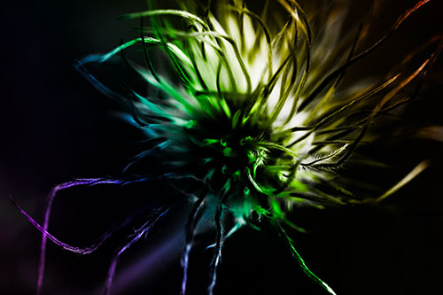 Swirling Pasque Flower Seed Head (Rainbow Tone Photo)