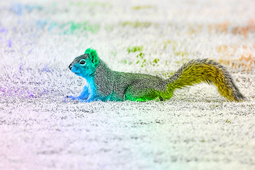 Tail Wagging Squirrel Sitting Among Dead Grass (Rainbow Tone)