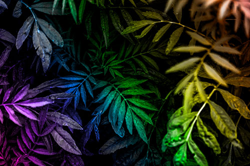 Tattered Fern Plants Emerge From Darkness (Rainbow Tone Photo)