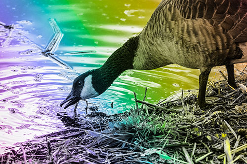 Thirsty Canadian Goose Drinking Water Along Shore (Rainbow Tone)