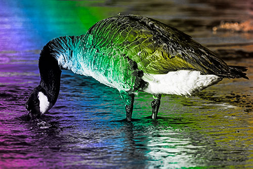 Thirsty Goose Drinking Ice River Water (Rainbow Tone Photo)