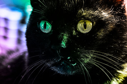 Thirsty Wide Eyed Black Cat (Rainbow Tone)