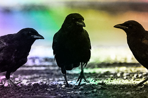 Three Crows Plotting Their Next Move (Rainbow Tone Photo)