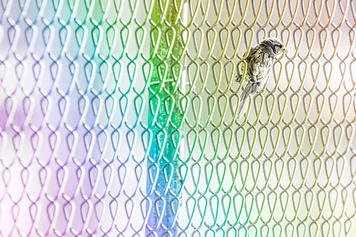 Tiny Cassins Finch Bird Clasping Chain Link Fence (Rainbow Tone Photo)