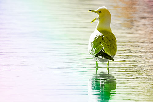 Tired Seagull Yawning Among Shallow Water (Rainbow Tone)