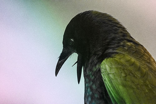Tongue Curling Crow Cawing Downward (Rainbow Tone)