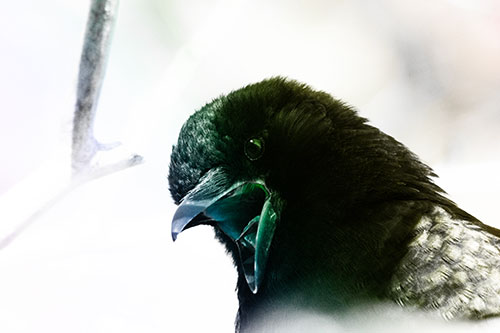 Tongue Screaming Crow Among Light (Rainbow Tone Photo)