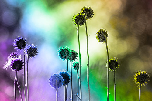 Towering Nodding Thistle Flowers From Behind (Rainbow Tone Photo)