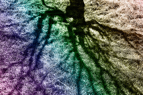 Tree Branch Shadows Creepy Crawling Over Dead Grass (Rainbow Tone Photo)