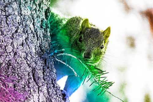Tree Peekaboo With A Squirrel (Rainbow Tone Photo)
