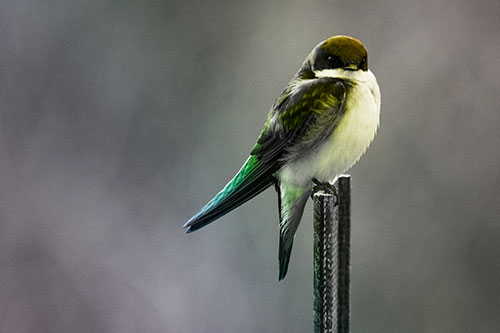 Tree Swallow Keeping Watch (Rainbow Tone Photo)